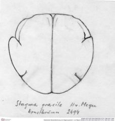 Historische Skizze/Zeichnung von Stagma gracile H. von Meyer (NHMW-AFW-GEO-BACHMAYER-FOTO-1990-0041-2494)